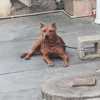 توله پیت کورسو