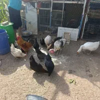 بوقلمون ماده