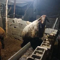 قوچ هترو|حیوانات مزرعه|اسفراین, |دیوار