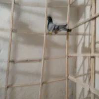 سه تا کفتر نر