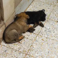 توله ژرمن ورک لاین سیبل