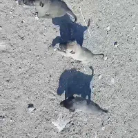 توله های عراقی و سرابی