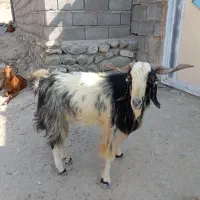 یک عدد نری بفروش می‌رسد قیمت 22تومان|حیوانات مزرعه|سندرک, |دیوار