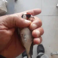 چونه سفید نر|پرنده|رشت, منظریه|دیوار