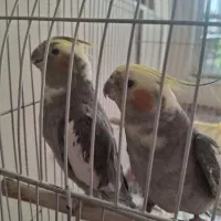 عروس هلندی جفت نر و ماده|پرنده|مشهد, آیت الله کاشانی|دیوار