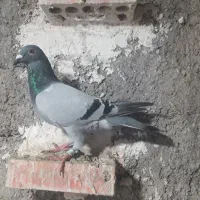 پلاکی طوقی|پرنده|مسجد سلیمان, |دیوار