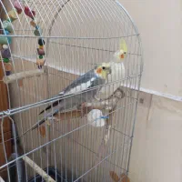 عروس هلندی مولد