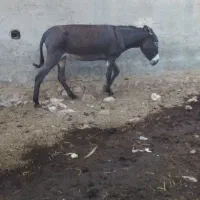 الاغ|حیوانات مزرعه|عسلویه, |دیوار