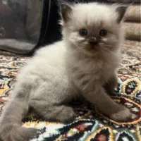 گربه هیمالین|گربه|مشهد, کوه سنگی|دیوار