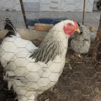 مرغ وخروس