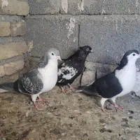 سه تا رنگه نر|پرنده|چناران, |دیوار