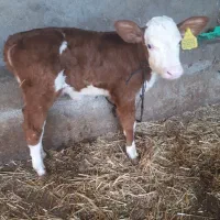 گاو گوساله دار|حیوانات مزرعه|رامیان, |دیوار