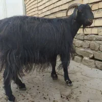 بز و بزغاله|حیوانات مزرعه|همدان, |دیوار