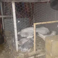 قفس کفتر|لوازم جانبی حیوانات|شاهین‌شهر, گرگاب|دیوار