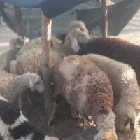 تعداد گوسفند  فروشی  فاریاب