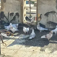 کبوتر|پرنده|فرخ‌شهر, |دیوار