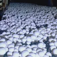 فروش قارچ درج 1