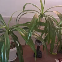 گل ذرتی|گل و گیاه طبیعی|کازرون, |دیوار