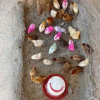 جوجه مرغ یک ماهه