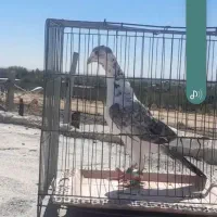 پلنگ با سبز چاپی