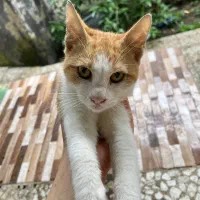 واگذاری کاملا رایگان گربه نارنجی لوس و مهربون