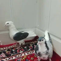 کفتر پلاس و دوکتی مهر