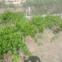 باغ انگور دیم