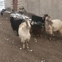 بز ننه بالاجوان|حیوانات مزرعه|اردبیل, |دیوار