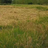 فروش-2000-متر-زمین-کشاورزی-در-کوچصفهان