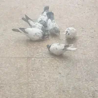 کبوتر تخم گذار