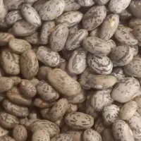 لوبیـا چیتی