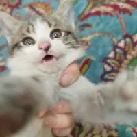 واگذاری گربه