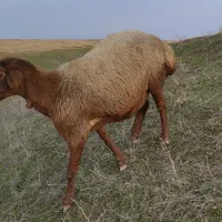 بره شیشگ نزاییده