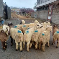 ۲ دسته کاور نر کهنه گوسفند نر کهنه بره نر کهنه