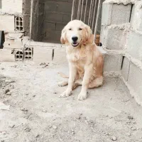 واگذاری گلدن واگذاری|سگ|قرچک, پویینک|دیوار