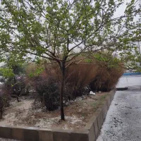 سامانه های ضدتگرگ وسرمازدگی باغات|ماشین‌آلات صنعتی|ارومیه, |دیوار