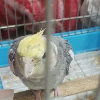 یک عدد عروس هلندی نر سخنگو و رام دستی