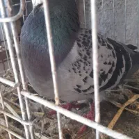 کبوتر پلاکی