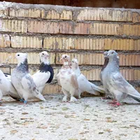 10تاکفتر نر مست زرنگ هوایی به شرط