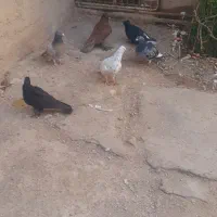 فروش کبوتر|پرنده|ضیاء آباد, |دیوار