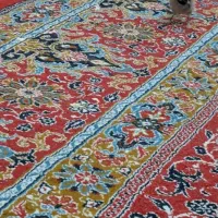 پرنده خونگی گم شده|حیوانات|شیراز, قلعه شاهزاده بیگم|دیوار