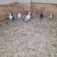 کبوتر|پرنده|تاکستان, |دیوار