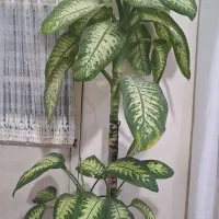 گل دیفن باخیای زیبا