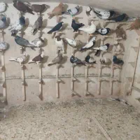 کفتر|پرنده|شیراز, لب آب|دیوار