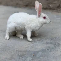 خرگوش