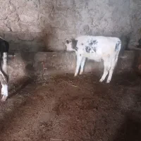 6 عدد گوساله نر