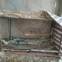 قفس پرنده و مرغ و خروس|لوازم جانبی حیوانات|میانه, |دیوار