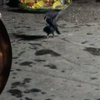 زاغ کاکلی عتیقه