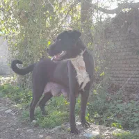 واگذاری ماده