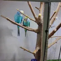 .  قفس چوبی خوشگل تمیز شیک|لوازم جانبی حیوانات|مشهد, شهید بصیر|دیوار